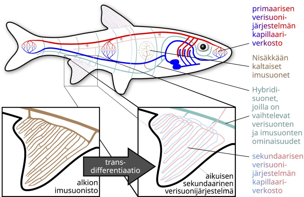 Kalan verenkiertojärjestelmä